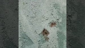 Арт-бетон с слюдой