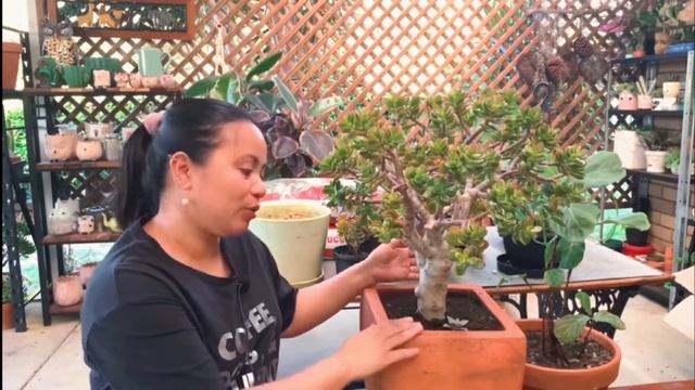 Magrepot tayo ng Jade Plant смотреть онлайн