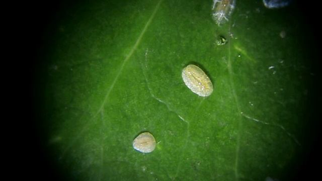 Protopulvinaria pyriformis, larves M et F смотреть онлайн