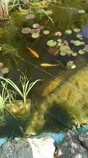 пруд оживает, Карп Кои растёт... смотреть онлайн