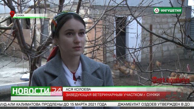Как уберечь пернатых от массовой гибели? смотреть онлайн