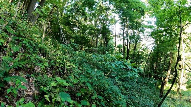 Some of the oldest ginseng plants I've found смотреть онлайн