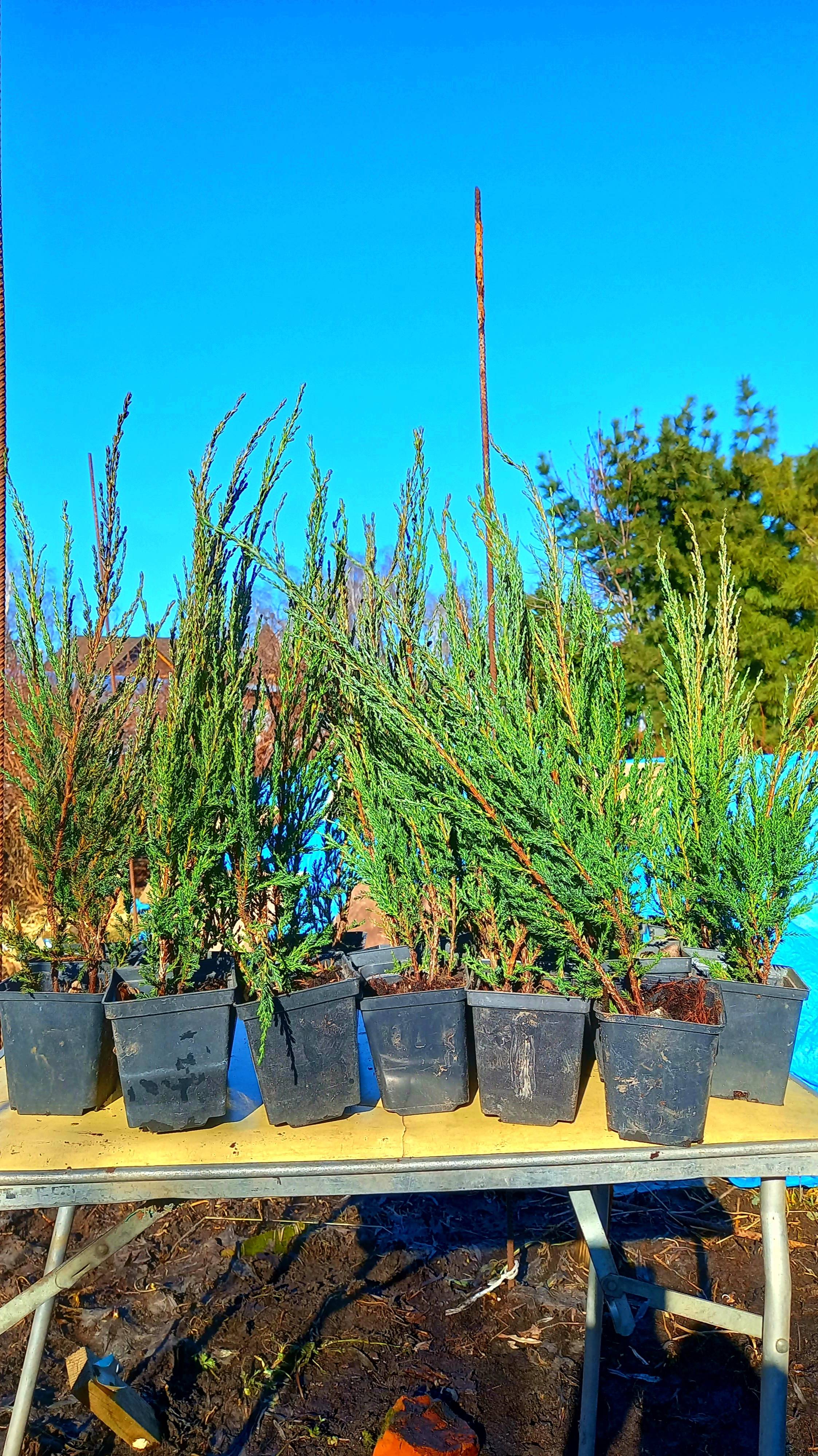 САЖЕНЦЫ ТУИ, ГОЛУБЫХ ЕЛИ И МОЖЖЕВЕЛЬНИКА