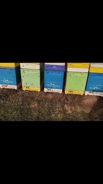 облёт пчёлок #пчелы