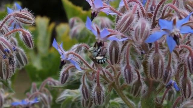 Blue Banded Native Bee Amegilla Cingulata