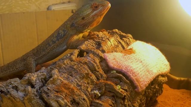 Кормим Бородатую Агаму, Feeding Bearded Dragon смотреть онлайн
