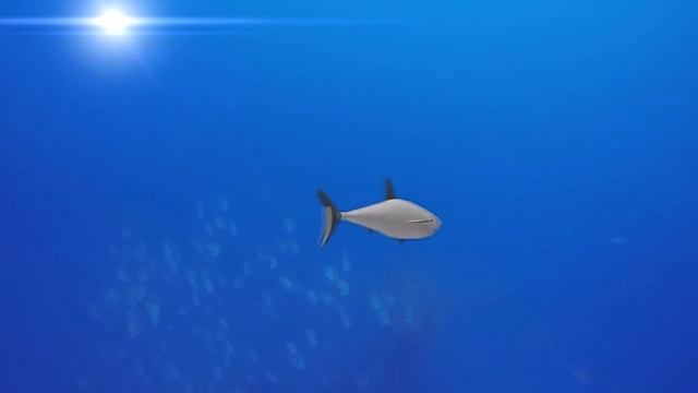 Sharks - Muvizu shark and underwater footage смотреть онлайн