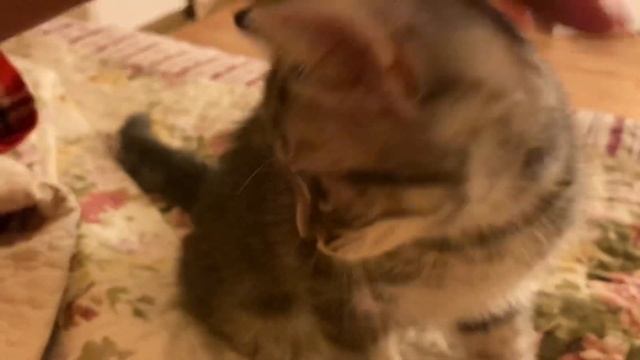 Прощальный разговор с котёнком. смотреть онлайн