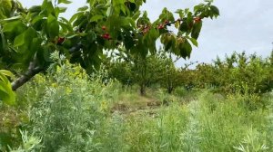 Как выглядит сорт черешни Франс Иосиф