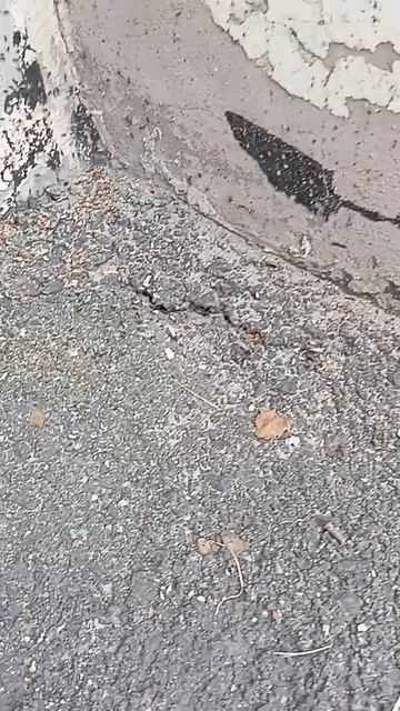 Удивительная жизнь муравьев !!! ●Томск ● 🐜🤔