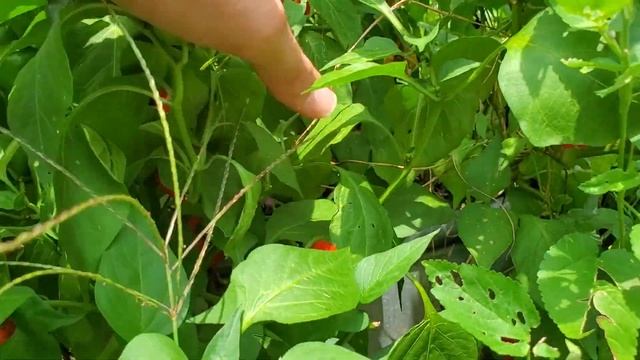 Protect Your Peppers or THIS might Happen! Peppers and Sunscald Damage смотреть онлайн