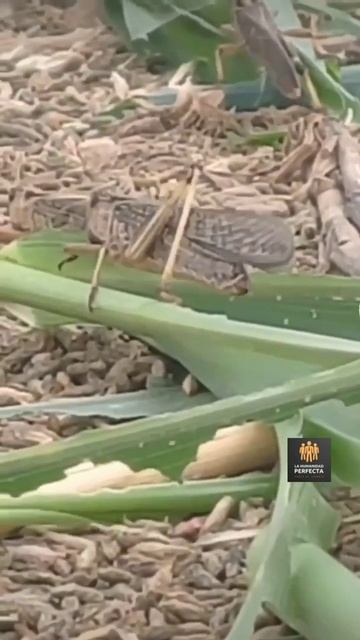 En china la invasion de langostas se venden como pan caliente en los restaurantes смотреть онлайн