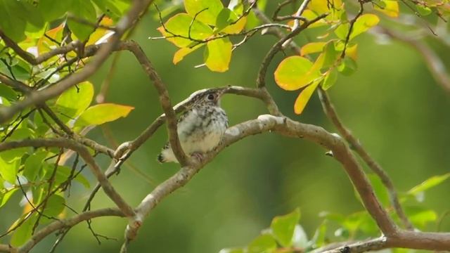 2023.5.30 コサメビタキ 8 смотреть онлайн
