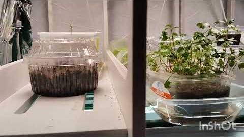 Рассада на 7 марта 2025г смотреть онлайн