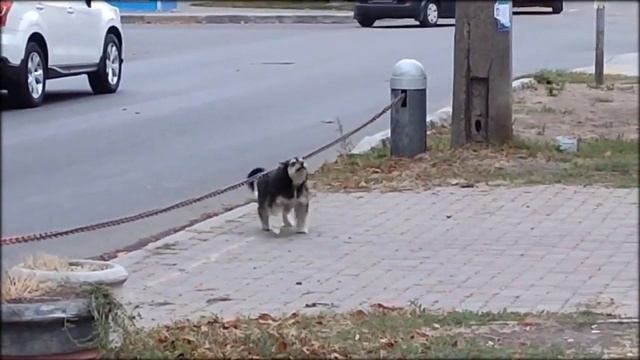 Смешной пес чешет хвост / Funny Dog Scratching смотреть онлайн
