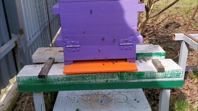 Японский улий, как прошла зимовка. смотреть онлайн