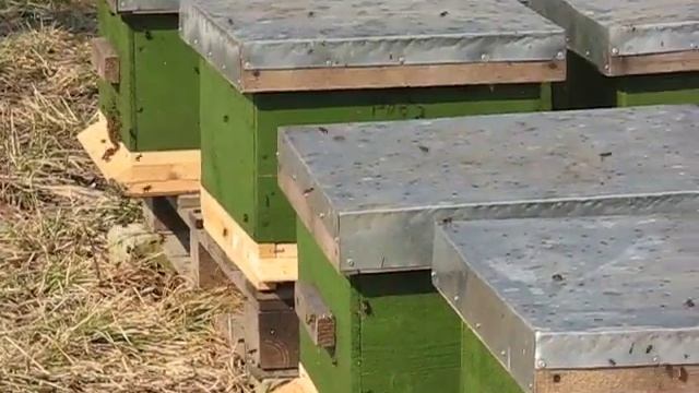 23 марта 2014 облет пчел смотреть онлайн