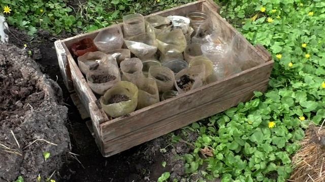 Как уберечь всходы фасоли от слизняков смотреть онлайн