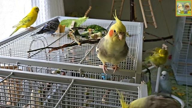 Funny Parrotszotti 410. Life of Cockatiels and budgies. Жизнь корелл и волнистых попугаев смотреть онлайн