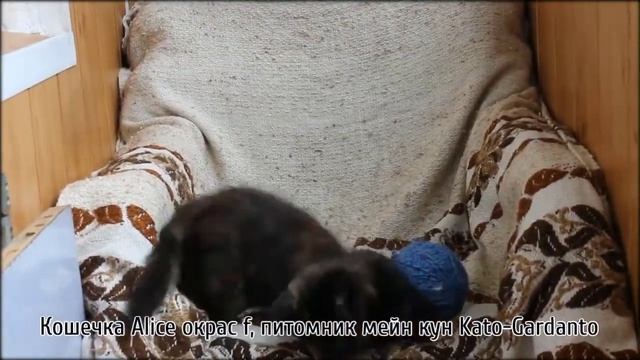 Кошечка Alice окрас f, питомник Kato Gardanto смотреть онлайн