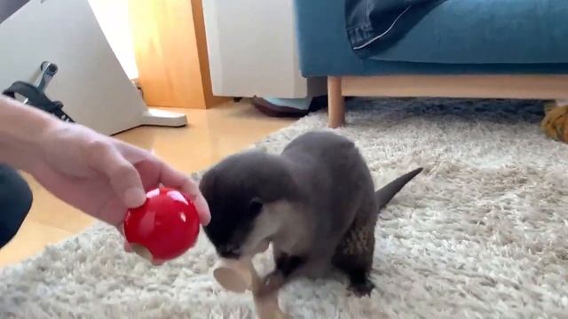 Занятные игры с выдрой) смотреть онлайн