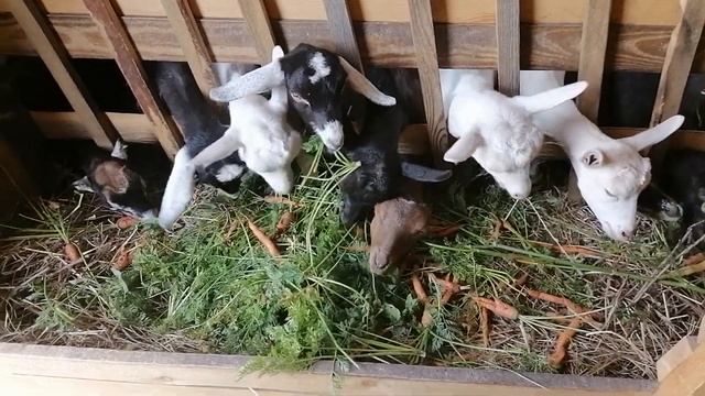 Собрали урожай. И убираем овец. смотреть онлайн