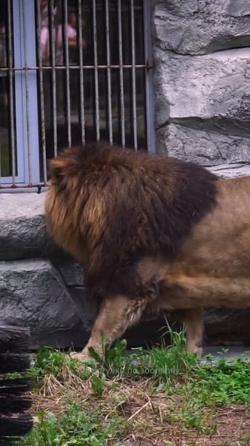 Лев Ричард почесывает гриву. Новосибирский зоопарк