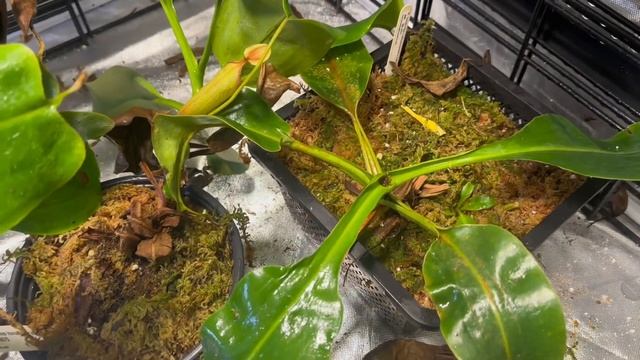 Get The First Look at Some Exciting Plant Developments in this Carnivorous Plant Tour! смотреть онлайн