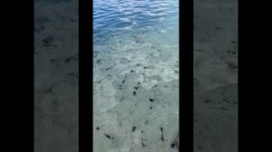 Тургояк 2023 Дикий пляж
