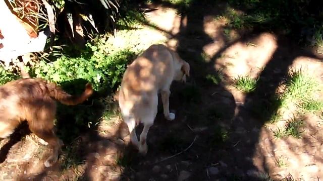 Sista Leken I Tradgården I Portugal Med Nemo, Jenny, Cevada, Mira & Pollux