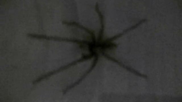 Big house spider Tegenaria Parietina смотреть онлайн