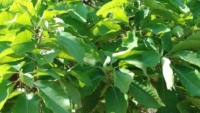 Indigenous Species Used With Safed Musli Flowers In Traditional Healing. Part-2 © Pankaj Oudhia