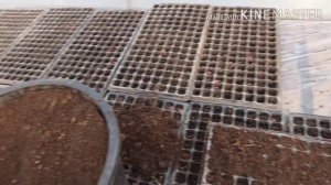 Кукуруза ,высадка в кассеты