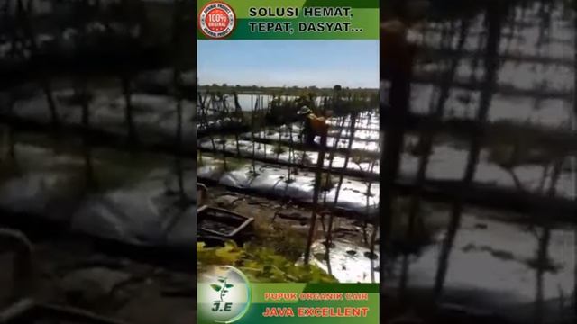 KUNJUNGAN TESTIMONI DEMPLOT KEBUN TOMAT DAN MELON GRESIK 2021 смотреть онлайн