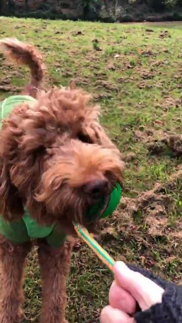 Chewie in his Ruffwear Fernie Jacket смотреть онлайн