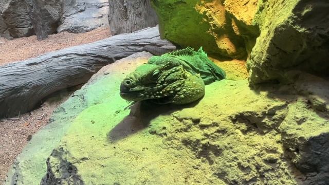 Mayor Turner Attends The Galapagos Island Exhibit Grand Opening