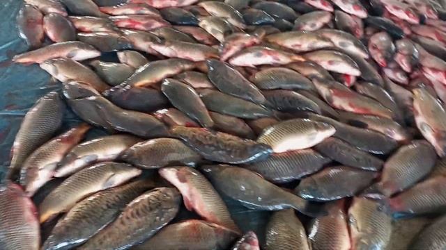 CHINOZ BALIQ BOZORIDA 10 kg SAZAN BALIGʻI 🐟🐟🐟🐟🐟 смотреть онлайн