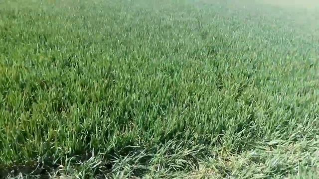 Завершение роботы ротационной бороной. смотреть онлайн