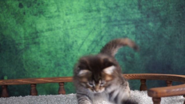 X... смотреть онлайн