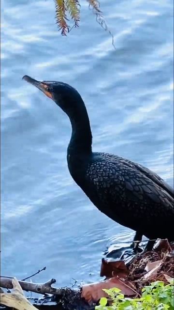 Cormorant not Anhinga смотреть онлайн