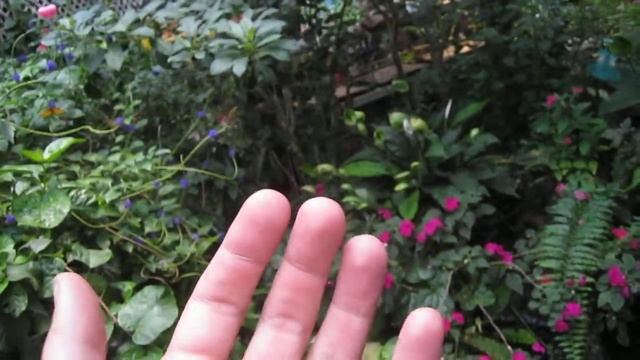 Butterfly Encounter