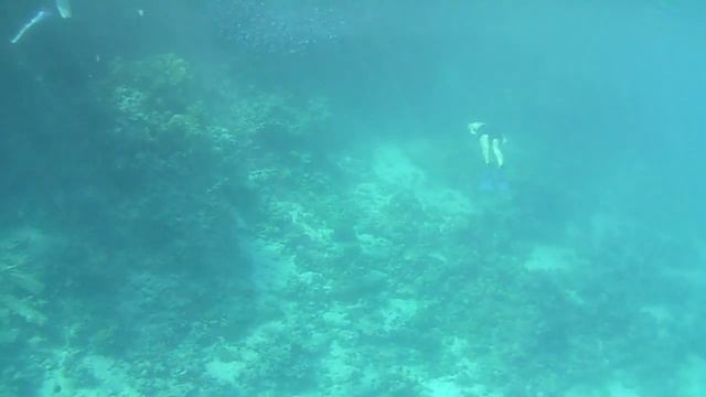 Красное море. Я ныряю. смотреть онлайн