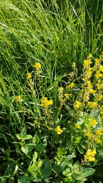 sanve смотреть онлайн