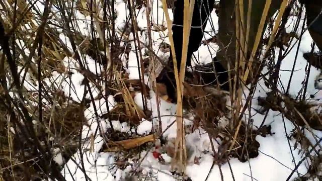 Кутан Дагестанский. 2018. #4 смотреть онлайн