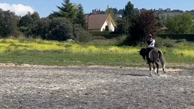 MONTECRISTO Luso x Arab Gelding 2020 , & RHONDA ,2021 Lusitana mare, basic prices смотреть онлайн