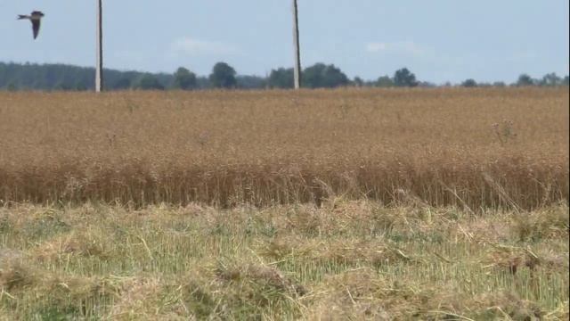 В Мокром. убирают рапс комбайнами полесье gs 12. John Deere 9640 смотреть онлайн