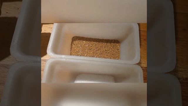 Cucumber Caviar - икра из огурцов!!!