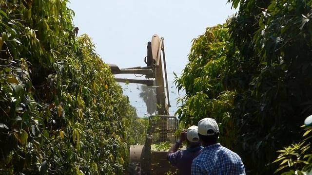 Mango Pruning Technologies,  Israel – August 2015