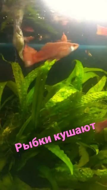 Мои рыбки с сомами завтракают#сомики#рыбки#рыбы#меченосец#рыбкидляаквариума#а4#а4omg смотреть онлайн