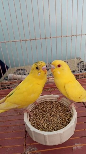 Australian parrots yellow with red eyes смотреть онлайн